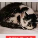 Kot do adopcji