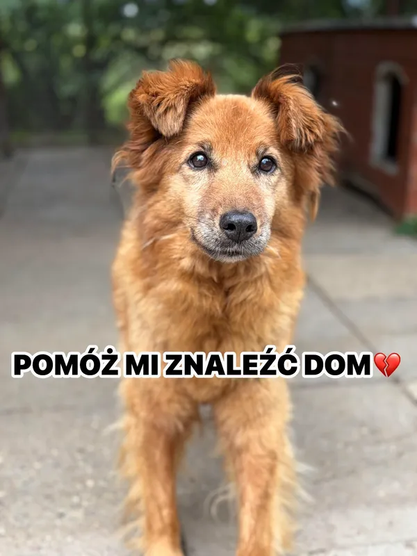 Oddam psa, Olsztyn, Pozorty, 22 sierpnia 2026