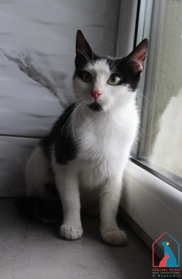 Kot do adopcji, Grudziądz, 27 lipca 2026