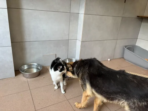 Pies do adopcji, Bełchatów, 26 listopada 2018 (4/5)