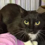 Kot do adopcji