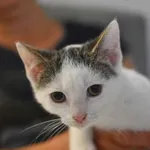 Kot do adopcji