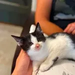 Kot do adopcji