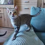 Kot do adopcji