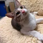 Kot do adopcji