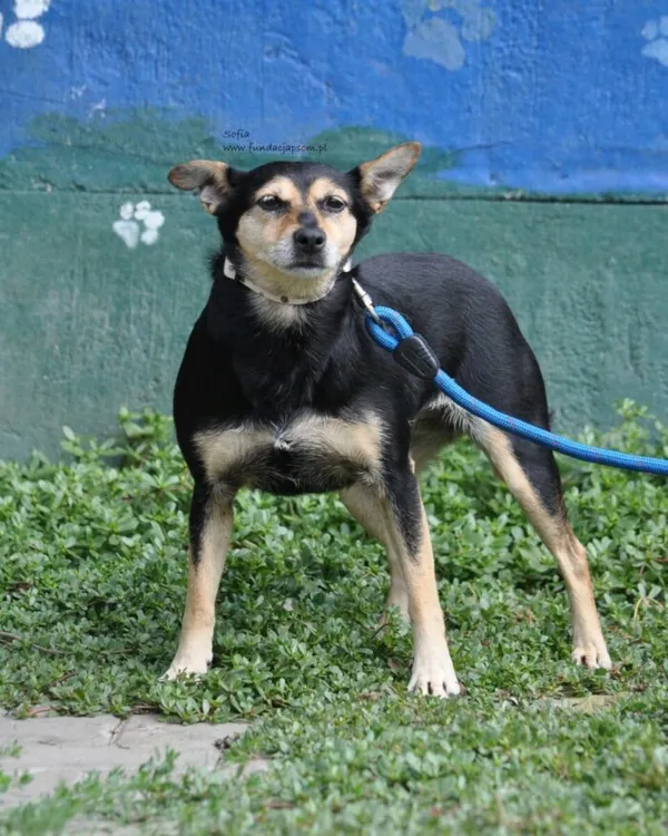 Pies do adopcji, Nowy Dwór Mazowiecki, 24 sierpnia 2026 (2/5)