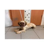 Znaleziono psa