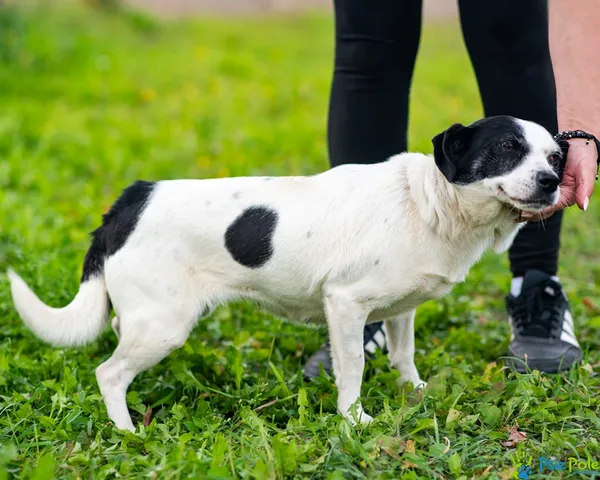 Pies do adopcji, Racławice, 20 sierpnia 2026 (2/5)