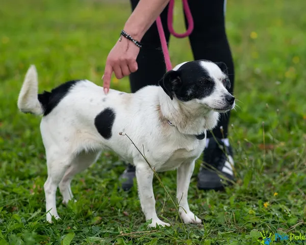 Pies do adopcji, Racławice, 20 sierpnia 2026 (5/5)