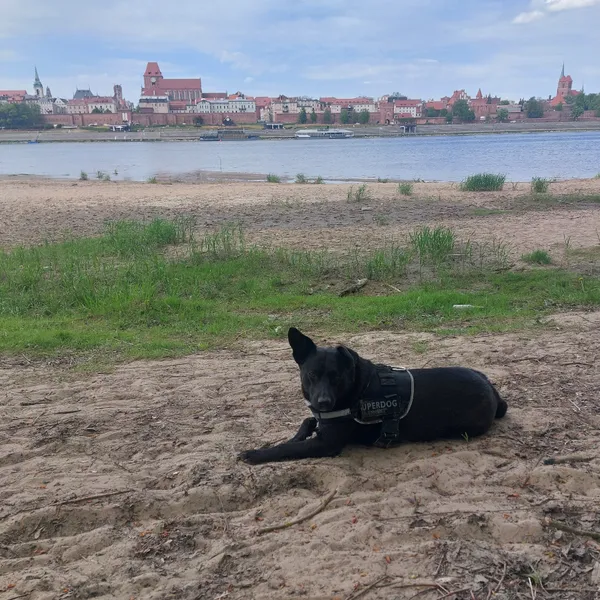 Zaginął pies, Toruń, Rudak, 24 sierpnia 2026