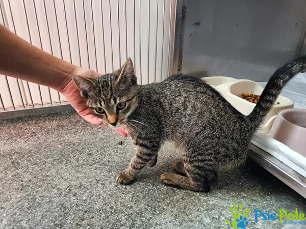 Kot do adopcji, Racławice, 20 sierpnia 2026 (3/5)