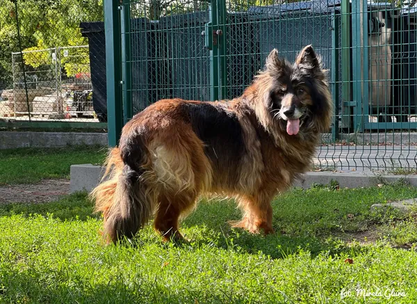 Pies do adopcji, Bydgoszcz, 25 sierpnia 2026 (1/5)