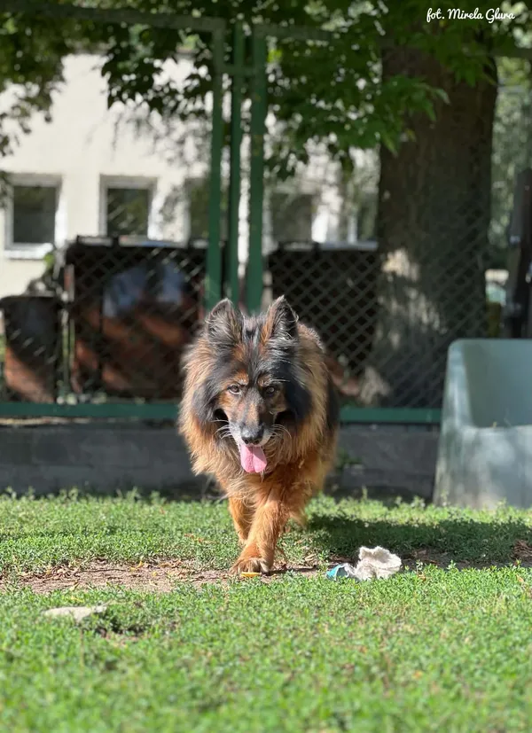 Pies do adopcji, Bydgoszcz, 25 sierpnia 2026 (2/5)