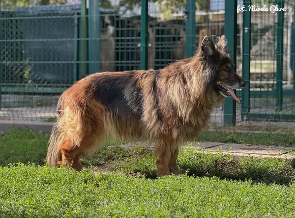 Pies do adopcji, Bydgoszcz, 25 sierpnia 2026 (4/5)
