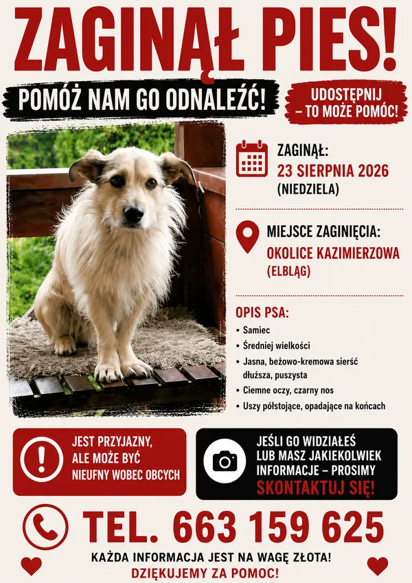 Zaginął pies, Kazimierzowo, 25 sierpnia 2026 (1/2)
