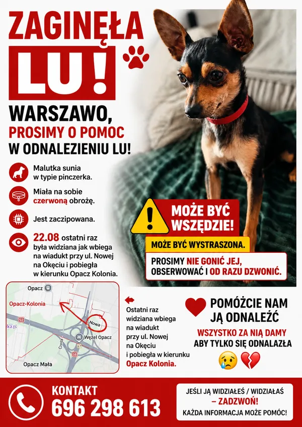 Zaginął pies, Opacz-Kolonia, 25 sierpnia 2026 (2/3)