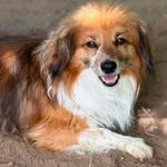 Pies do adopcji