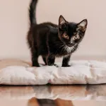 Kot do adopcji