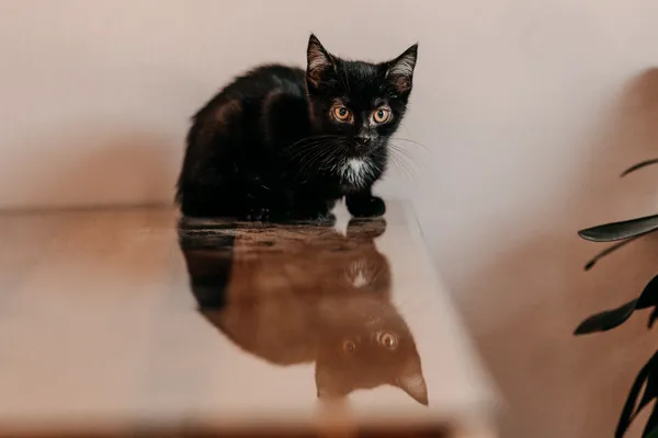 Kot do adopcji, Czartki, 25 sierpnia 2026 (4/5)