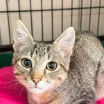 Kot do adopcji