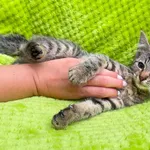 Kot do adopcji