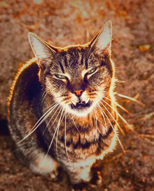 Kot do adopcji, Piła, 18 czerwca 2026