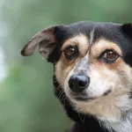 Pies do adopcji