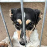 Pies do adopcji