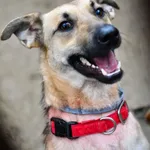 Pies do adopcji
