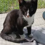 Kot do adopcji