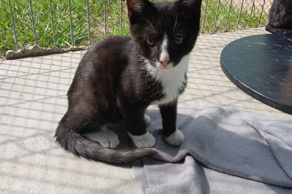 Kot do adopcji, Henrykowo, 16 maja 2026 (1/3)