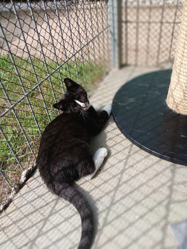 Kot do adopcji, Henrykowo, 16 maja 2026 (2/3)