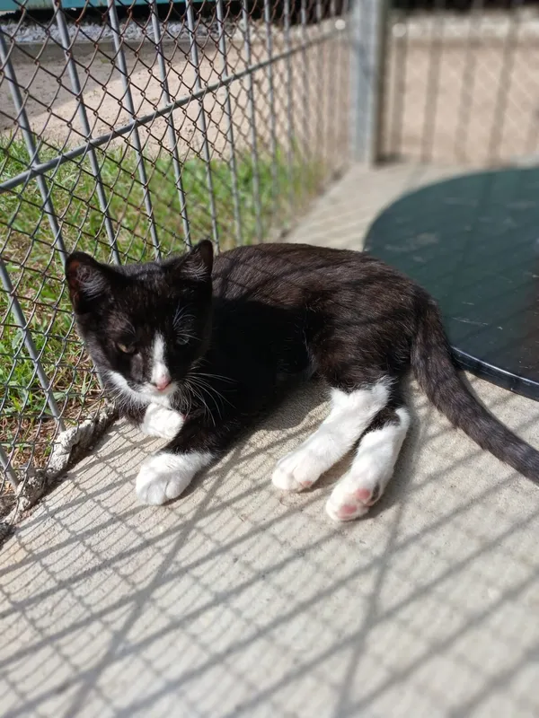 Kot do adopcji, Henrykowo, 16 maja 2026 (3/3)