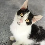 Kot do adopcji