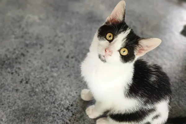 Kot do adopcji, Henrykowo, 19 maja 2026 (1/2)