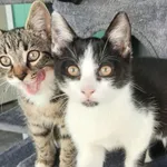 Kot do adopcji