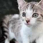 Kot do adopcji