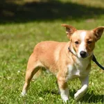 Pies do adopcji