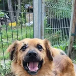 Pies do adopcji