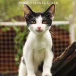 Kot do adopcji