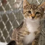 Kot do adopcji