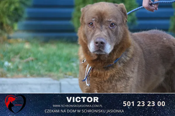 Pies do adopcji, Ciosny, 20 stycznia 2019 (2/2)
