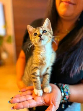 Kot do adopcji, Głowno, 23 sierpnia 2026 (3/4)