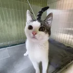 Kot do adopcji