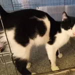 Kot do adopcji