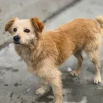 Pies do adopcji