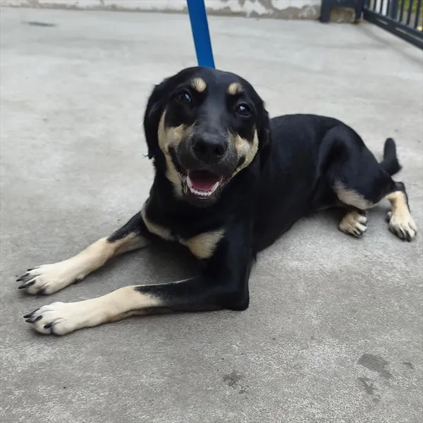 Pies do adopcji, Racibórz, 6 sierpnia 2026