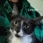 Kot do adopcji