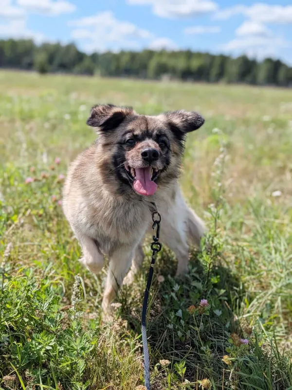 Pies do adopcji, Korabiewice, 31 sierpnia 2026 (2/5)