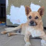 Pies do adopcji